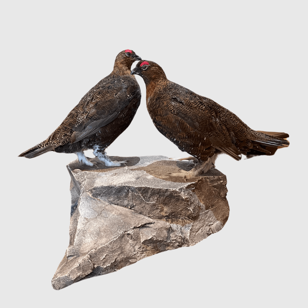Grouse Pair